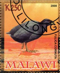 Stamp, Fulica Cornuta, Cinderellas,  , Animals (Fauna), Birds