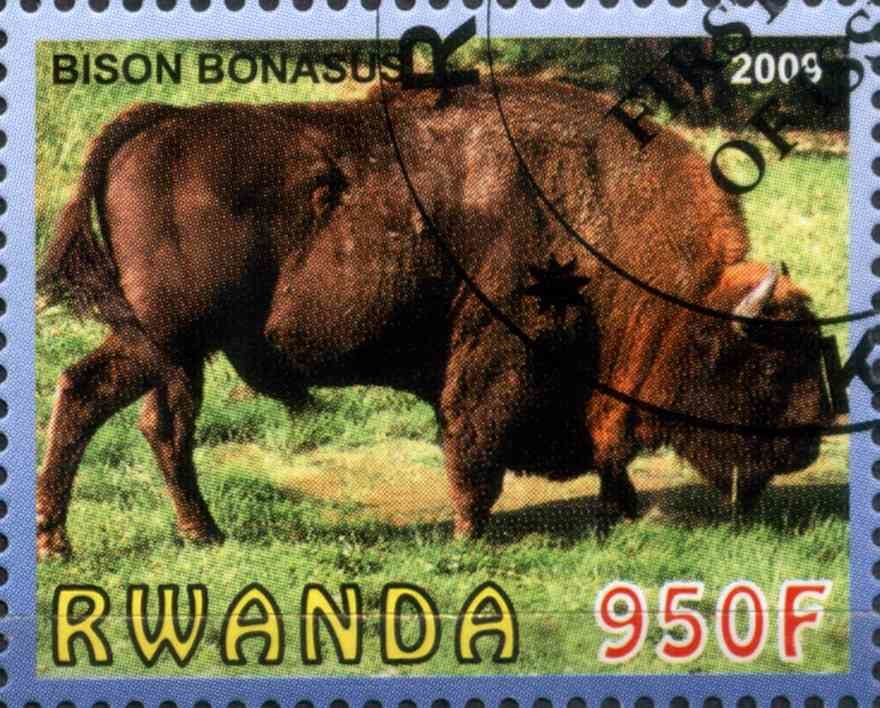 European bison (Bison bonasus)