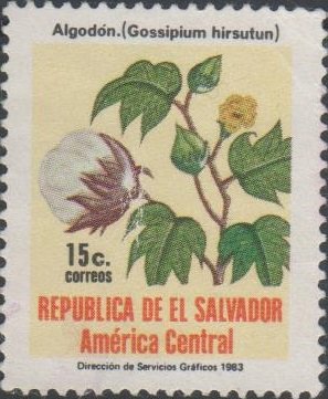 Cotton