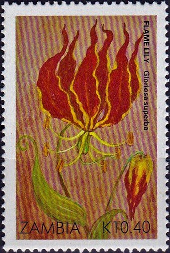 Flame Lily - Gloriosa superba