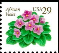African Violet