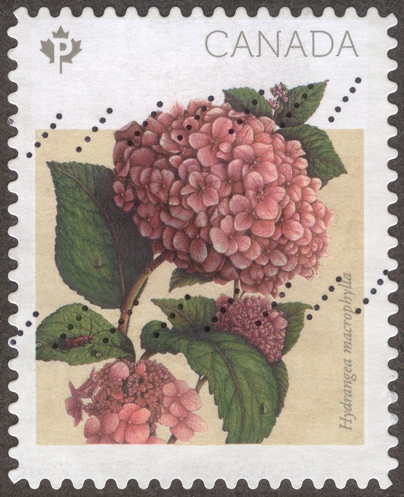 Hydrangea macrophylla
