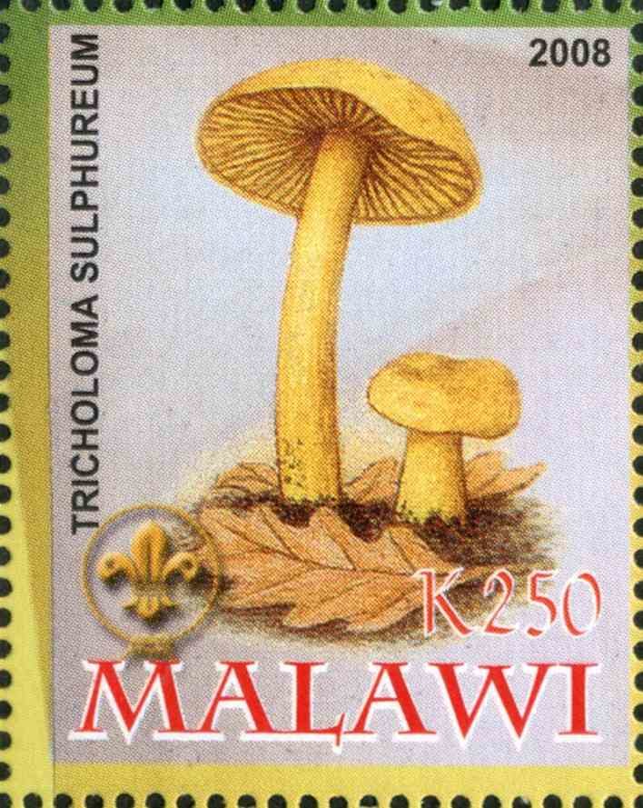 Tricholoma Sulphureum
