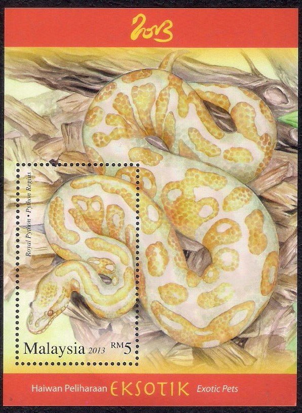 Ball Phython (Python regius)