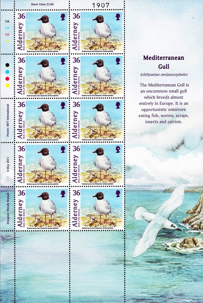 Mediterranean Gull (Ichthyaetus melanocephalus)