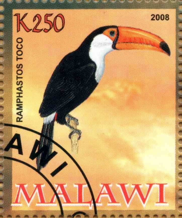 Ramphastos Toco