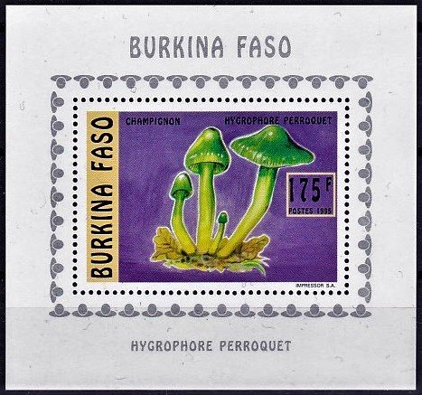 Hygrocybe psittacina