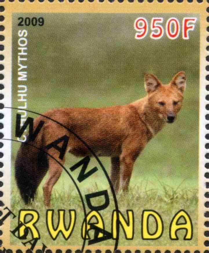Dhole (Cuon alpinus)