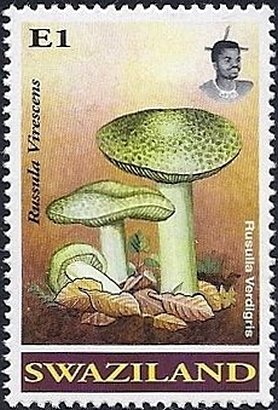 Russula virescens