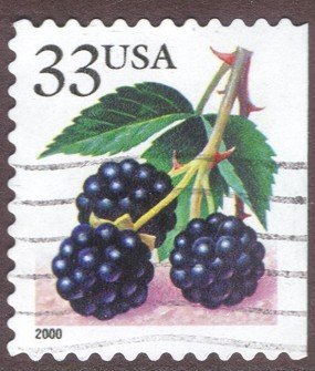 Fruit Berries: Blackberries