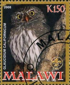 Stamp, Glaucidium Californicum, Cinderellas,  , Animals (Fauna), Birds, Owls
