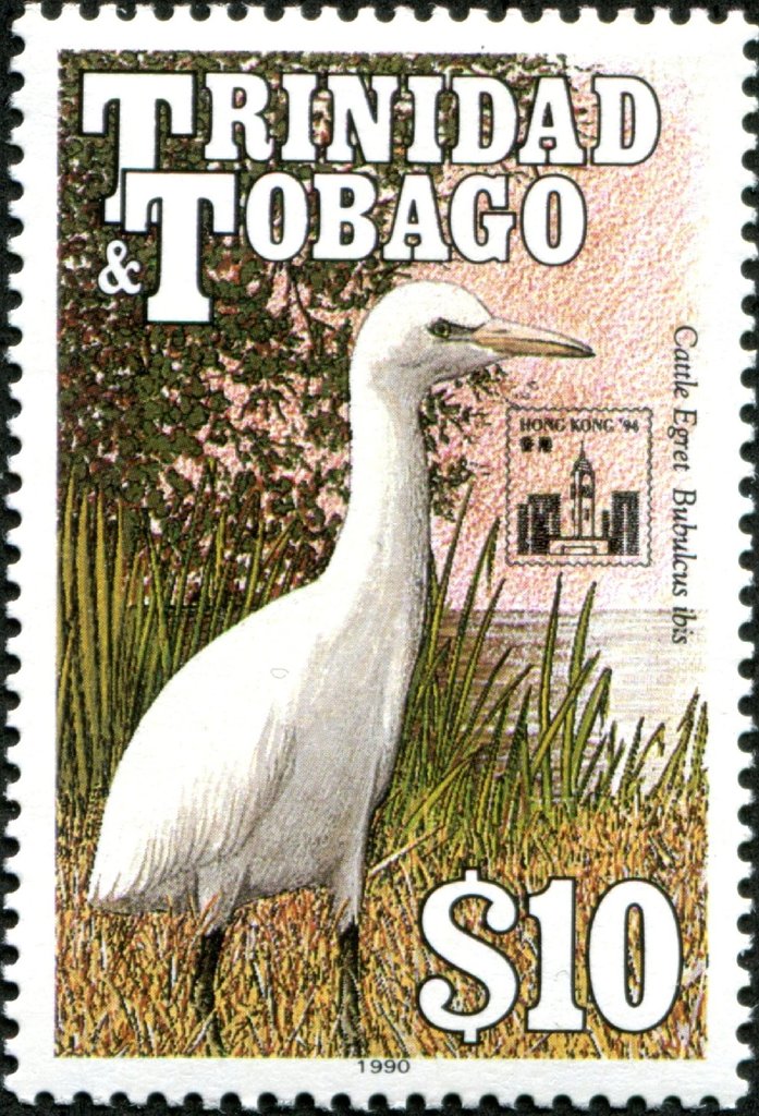 Western Cattle Egret (Bubulcus ibis)