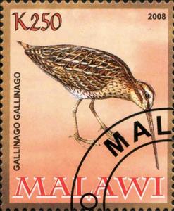 Stamp, Gallinago Gallinago, Cinderellas,  , Animals (Fauna), Birds