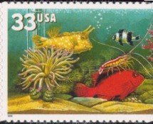 Pacific Cleaner Shrimp (Lysmata amboinensis), Longhorn Cowfi