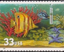 Copperband Butterflyfish (Chelmon rostratus), Blue Tang (Par