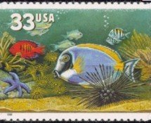 Powderblue Surgeonfish (Acanthurus leucosternon)
