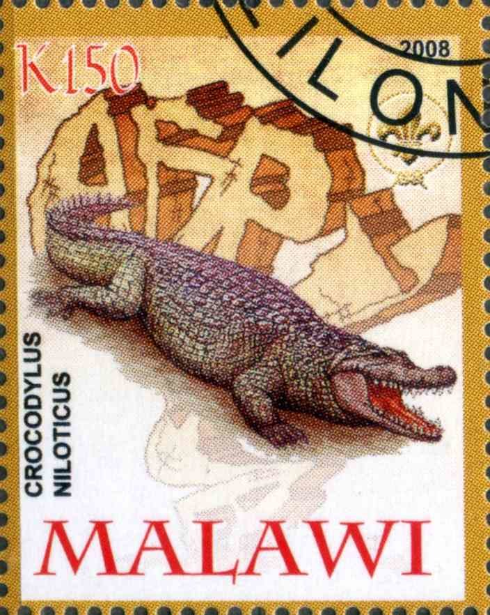 Crocodylus Niloticus