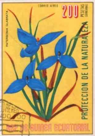 Patersonia glabrata