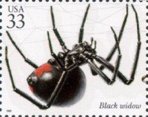 Black Widow (Latrodectus mactans)