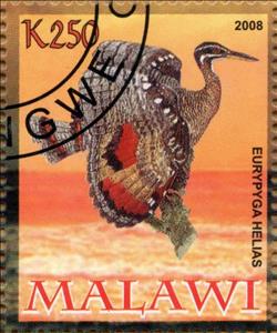 Stamp, Eurypyga Helias, Cinderellas,  , Animals (Fauna), Birds