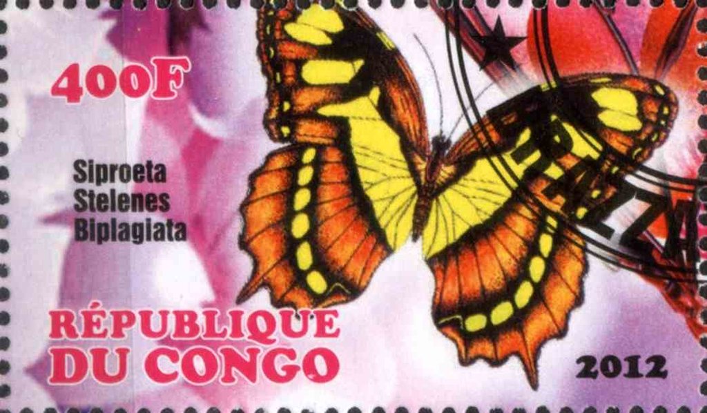 Siproeta Stelenes Biplagiata