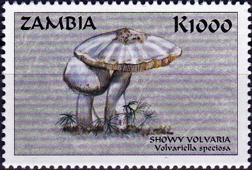 Volvariella speciosa