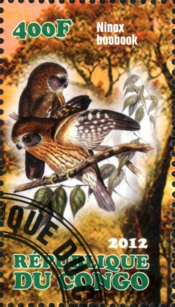 Ninox Boobook