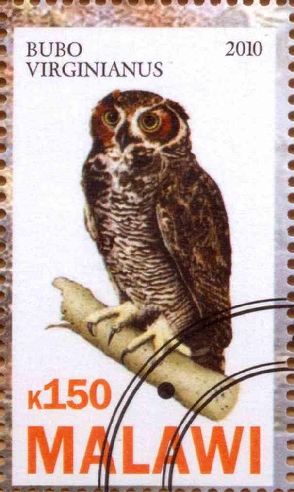 Bubo Virginianus