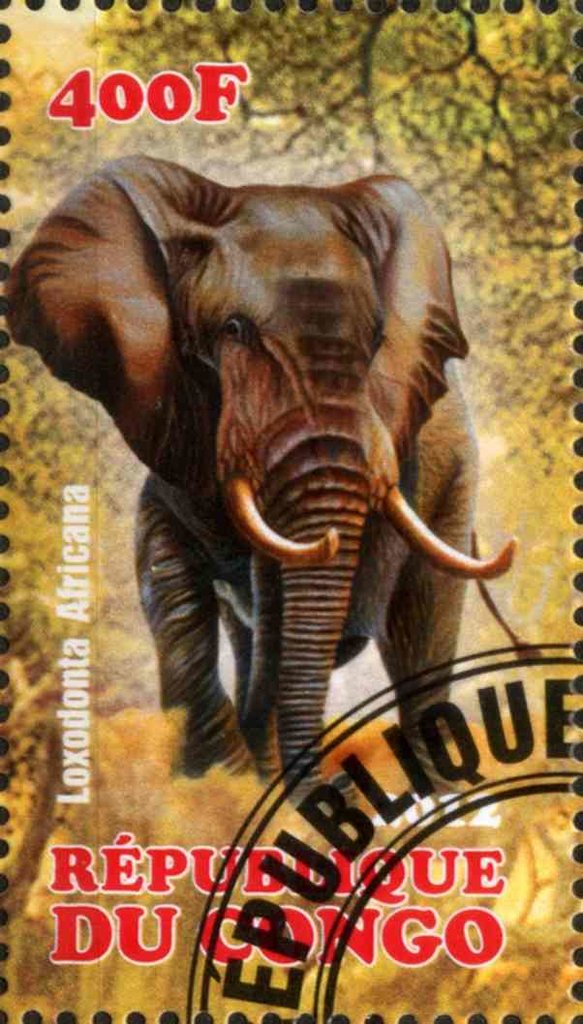 Loxodonta Africana