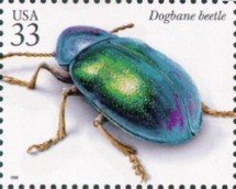 Dogbane Beetle (Chrysochus auratus)