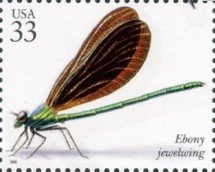 Ebony Jewelwing (Calopteryx maculata)