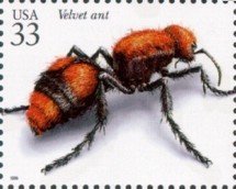 Red Velvet Ant (Dasymutilla occidentalis) 
