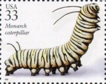 Monarch (Danaus plexippus) Caterpillar