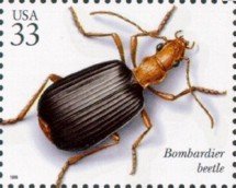 Stamp, Bombardier Beetle (Brachinus sp.), United States of America,  , Insects