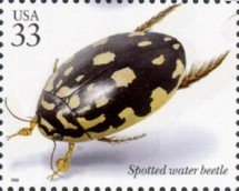 Stamp, Spotted Water Beetle (Thermonectus marmoratus), United States of America,  , Insects