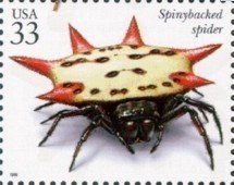 Spinybacked Orb Weaver Spider (Gasteracantha cancriformis)