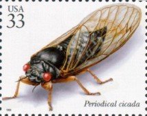 Periodical Cicada (Magicicada sp.) 