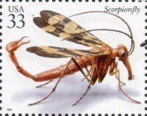 Scorpionfly (Panorpa nuptialis)