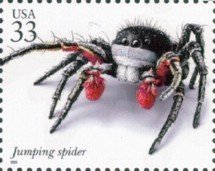 Jumping Spider (Habronattus americanus)