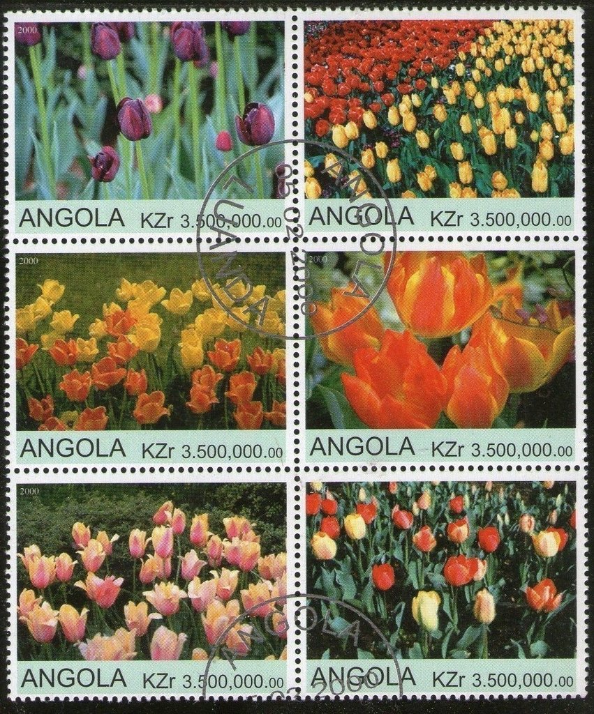 Tulips