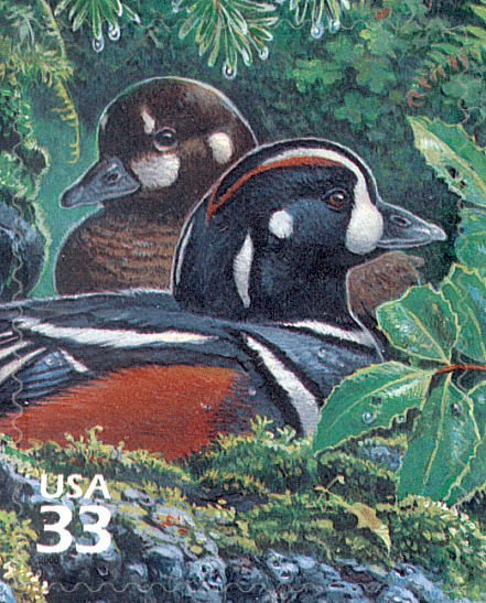 Harlequin Duck (Histrionicus histrionicus)