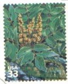 Cascade Barberry (Berberis nervosa), Ground Beetle