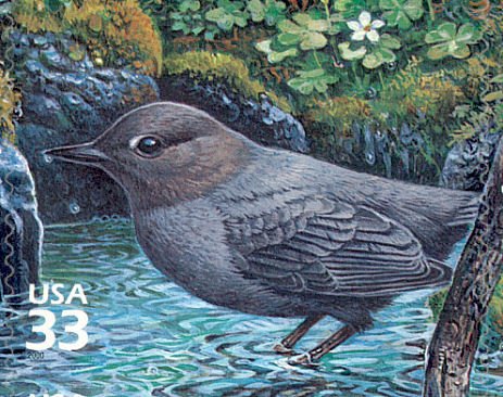 American Dipper (Cinclus mexicanus)