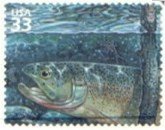Cutthroat Trout (Oncorhynchus clarki)