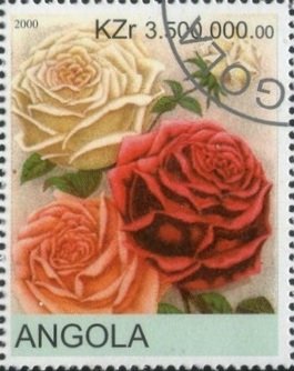 Roses