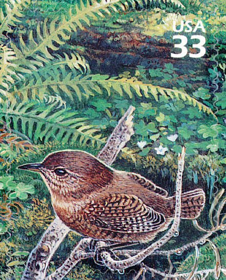 Winter Wren (Troglodytes hiemalis)