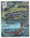 Stamp, Pacific Giant Salamander (Dicamptodon tenebrosus), United States of America,  