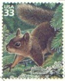 Douglas Squirrel (Tamiasciurus douglasii)