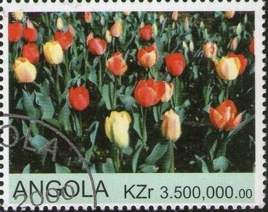 Tulips