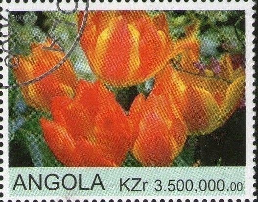 Tulips